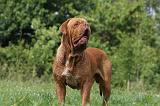 DOGUE DE BORDEAUX 248